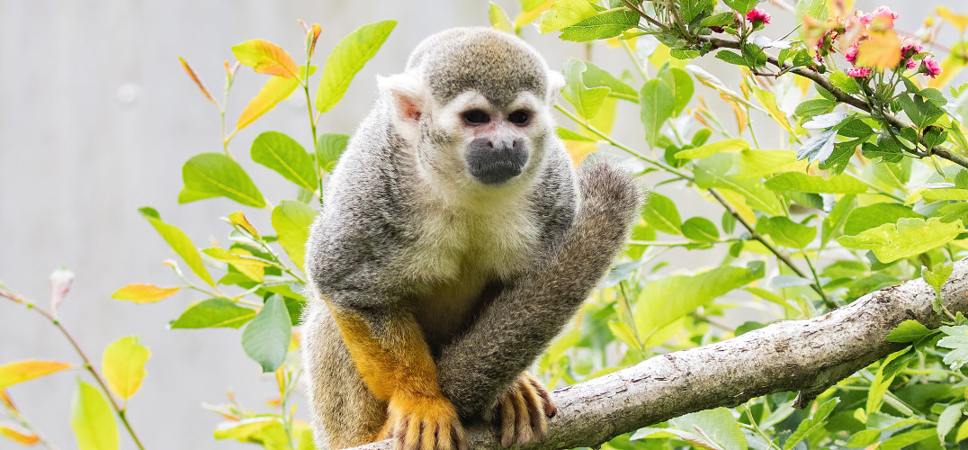 Monkey perched on a branch