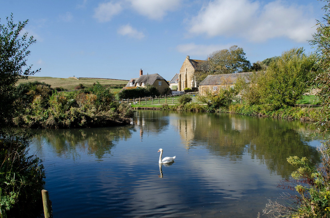 Abbotsbury village pond on a spring day, with a swan swimming and cottages surrounding it