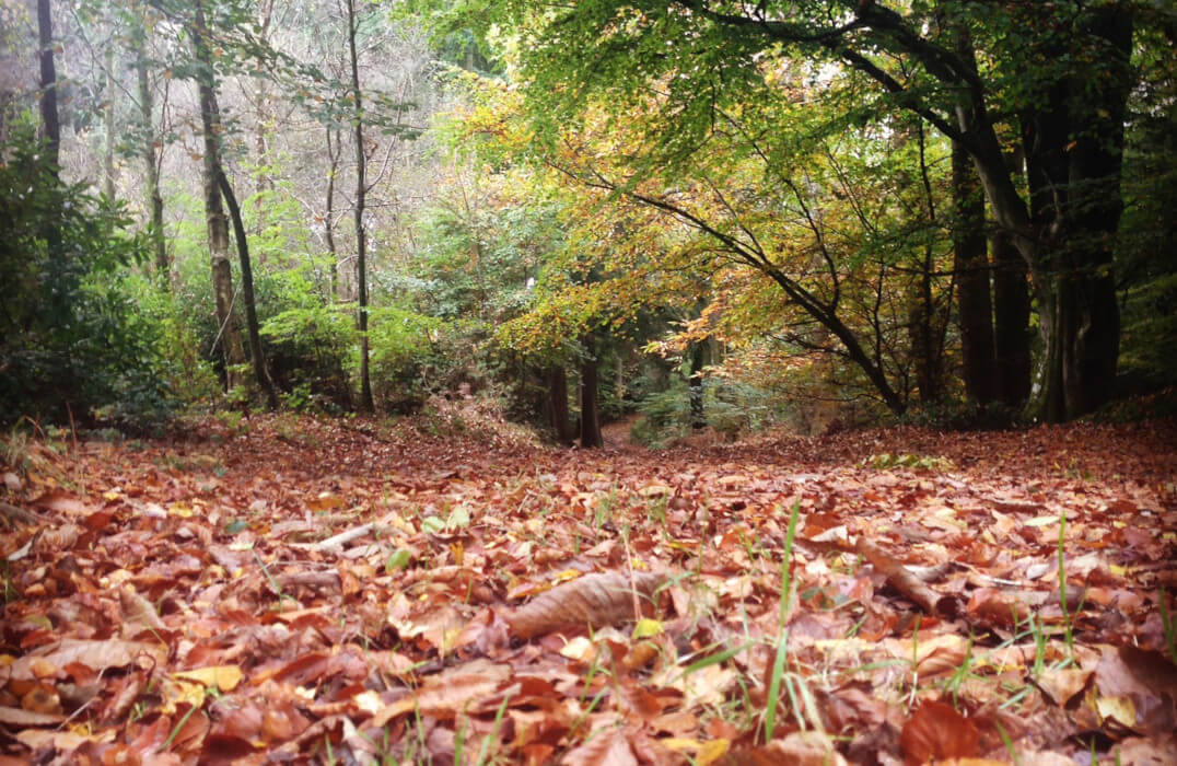 Puddletown forest in autumn