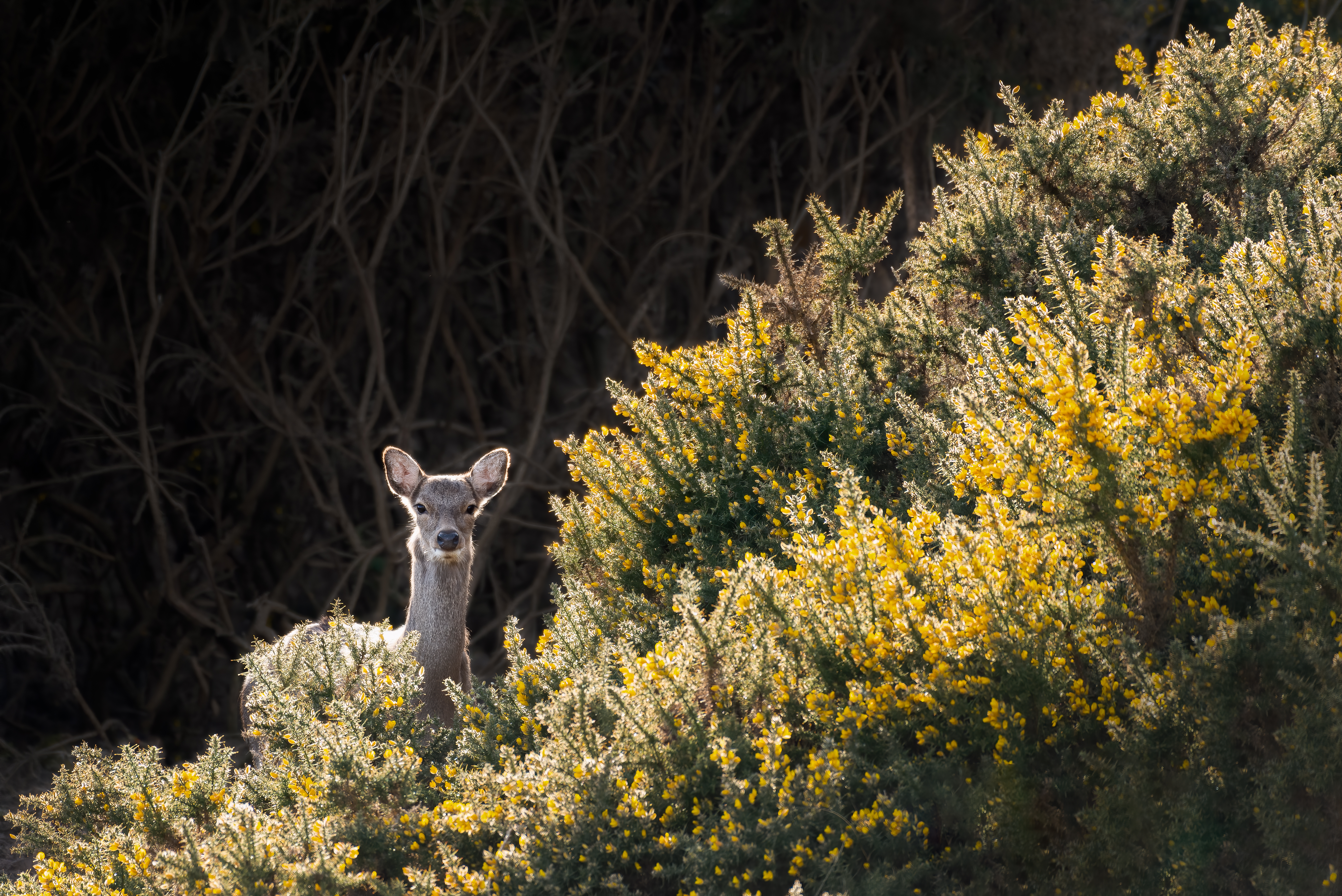 A deer poking out from behind a bush