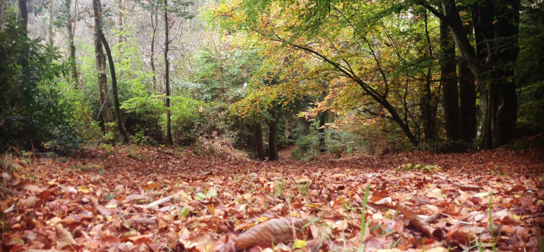 Puddletown Forest with autumn leaves on the ground