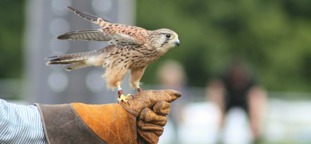 Bird perched on person's hand