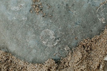 close up of fossils found on Jurassic Coast, Dorset
