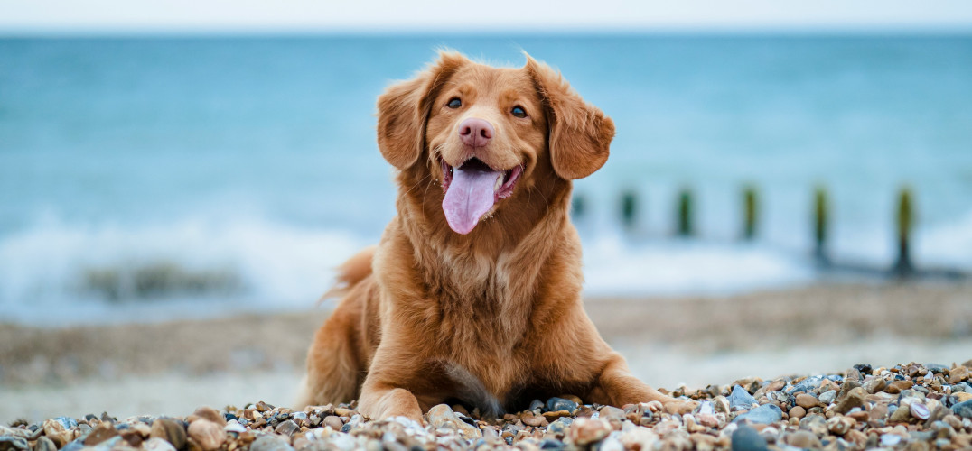 Dog on a beach in Dorset