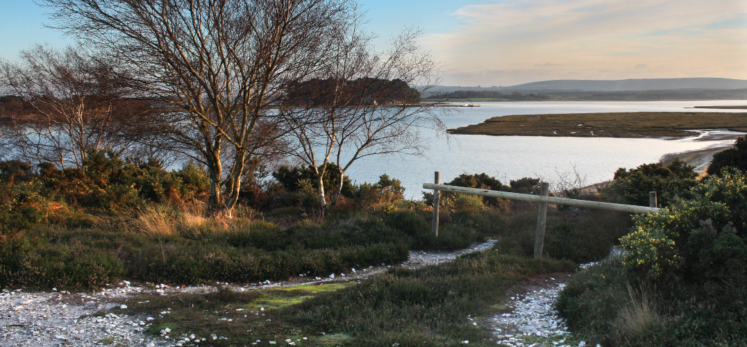 RSPB Arne in Dorset