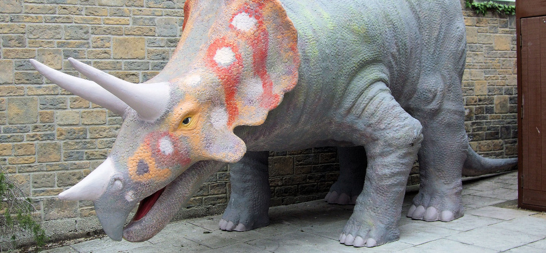 A triceratops at the Dorset Museum in Dorchester