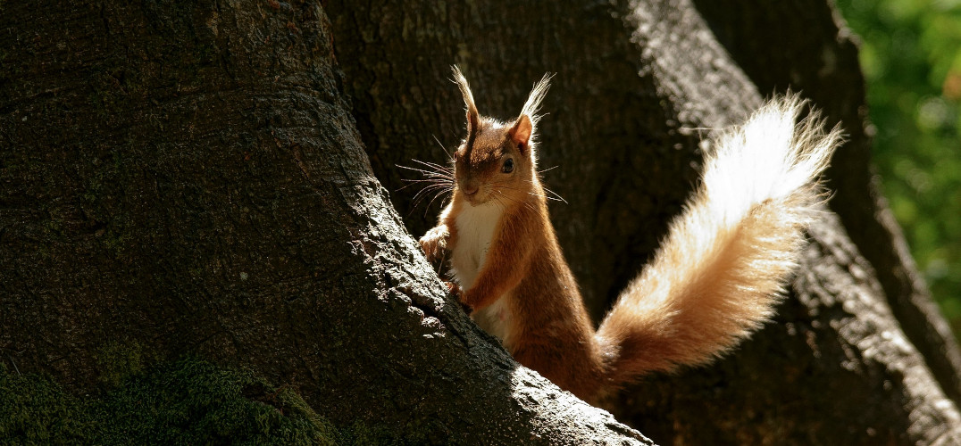 Brownsea Island red squirrel