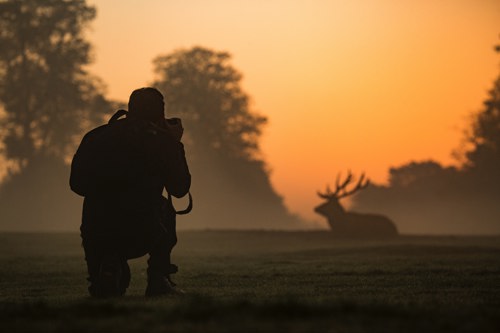 Wildlife photographer capturing photo of stag at sunrise