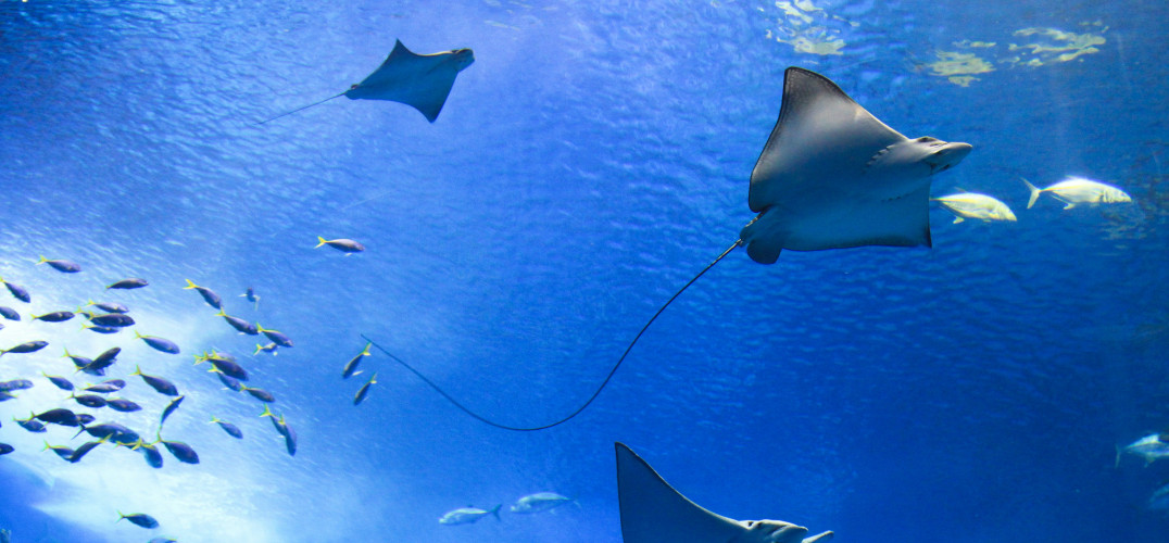 Grey sting rays underwater